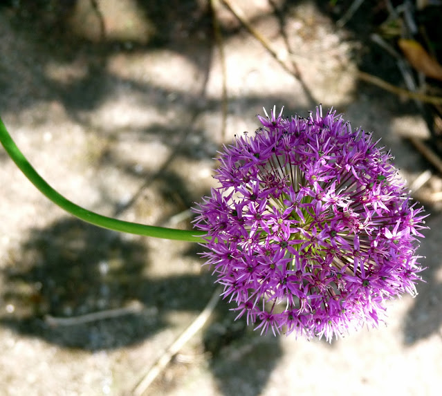 Allium flower purple