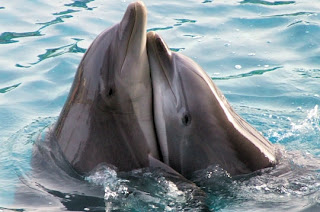 2+dauphins.jpg