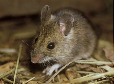 How long can house mice live