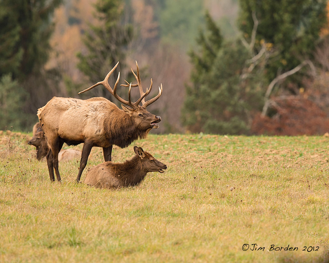 JJ Wildlife Photography Pennsylvania ElkWaning days of the Rut