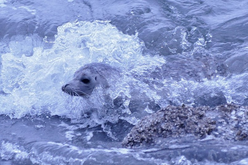 Buzz's Marine Life of Puget Sound HARBOR SEAL PUP AT ALKI