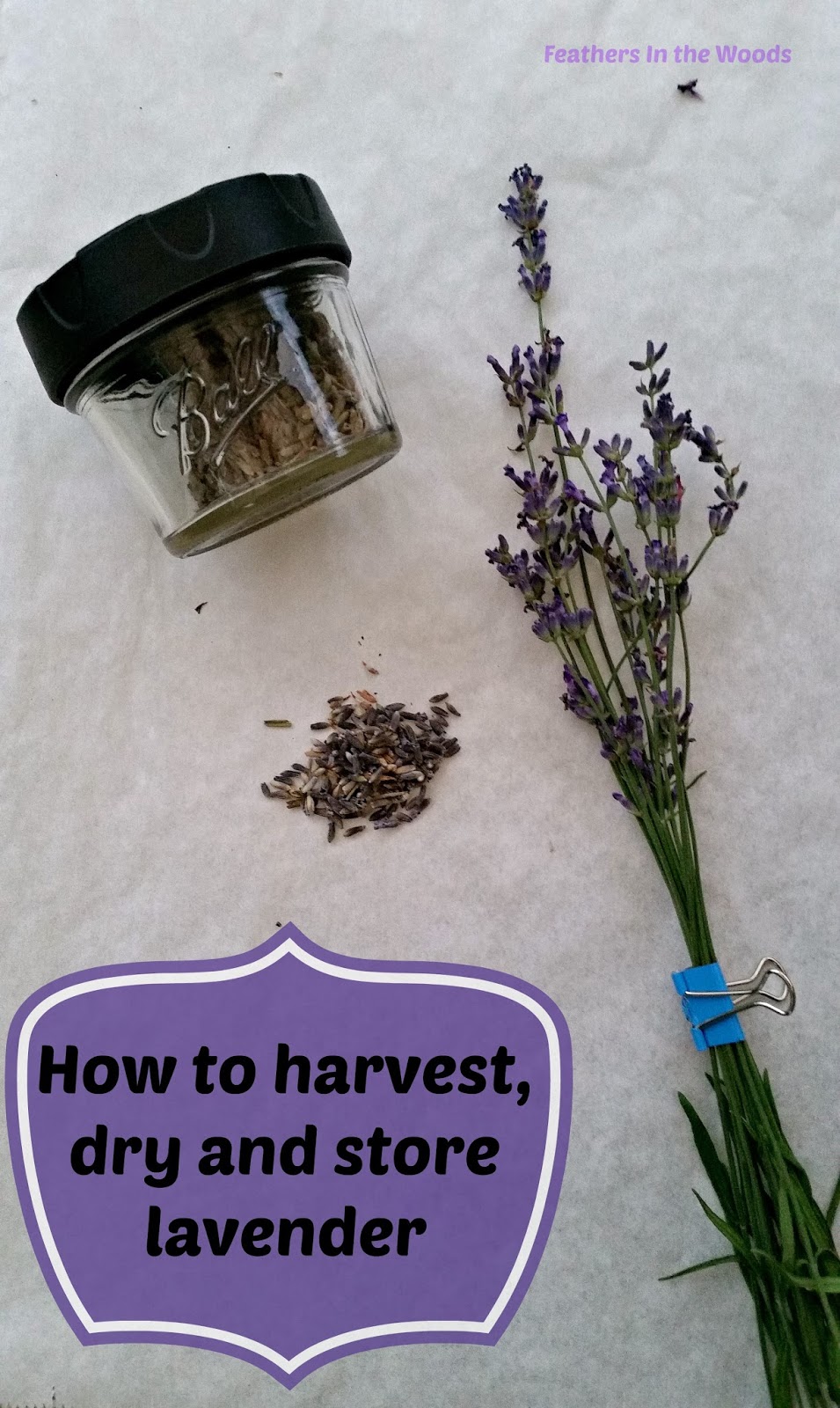 Feathers in the woods How to harvest and dry lavender
