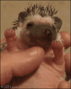 animal gif, gif picture, yawning baby hedgehog