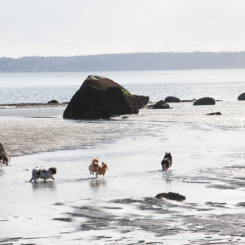 Dogs at double bluff off leash dog beach Dogs at double bluff off leash dog beach