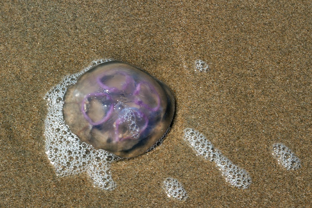 pink jellyfish with foam