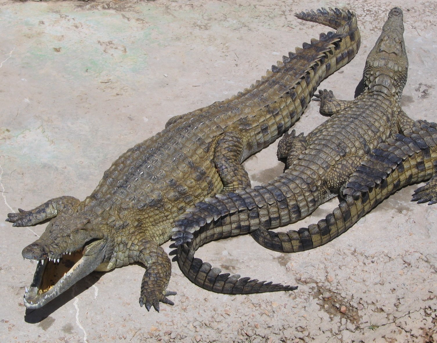 Crocodiles 168 times more dangerous than sharks   
