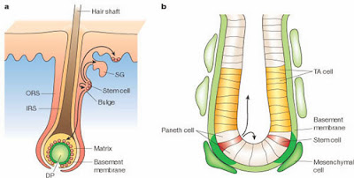 http://www.drrekhas.co.in/stem-cell-treatment.php