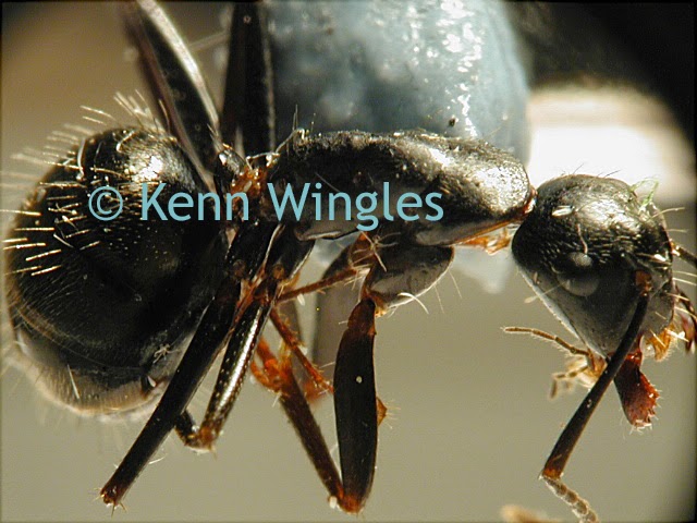 ants under the microscope (image)