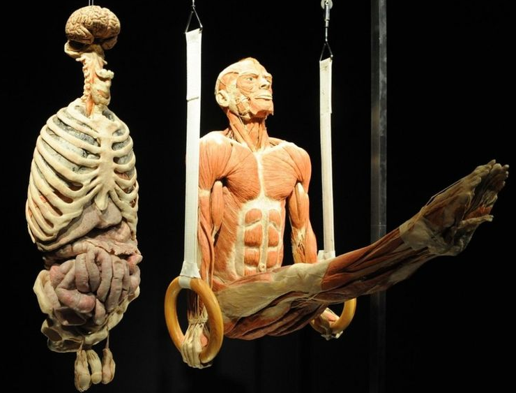 Body Exhibition | violamazing