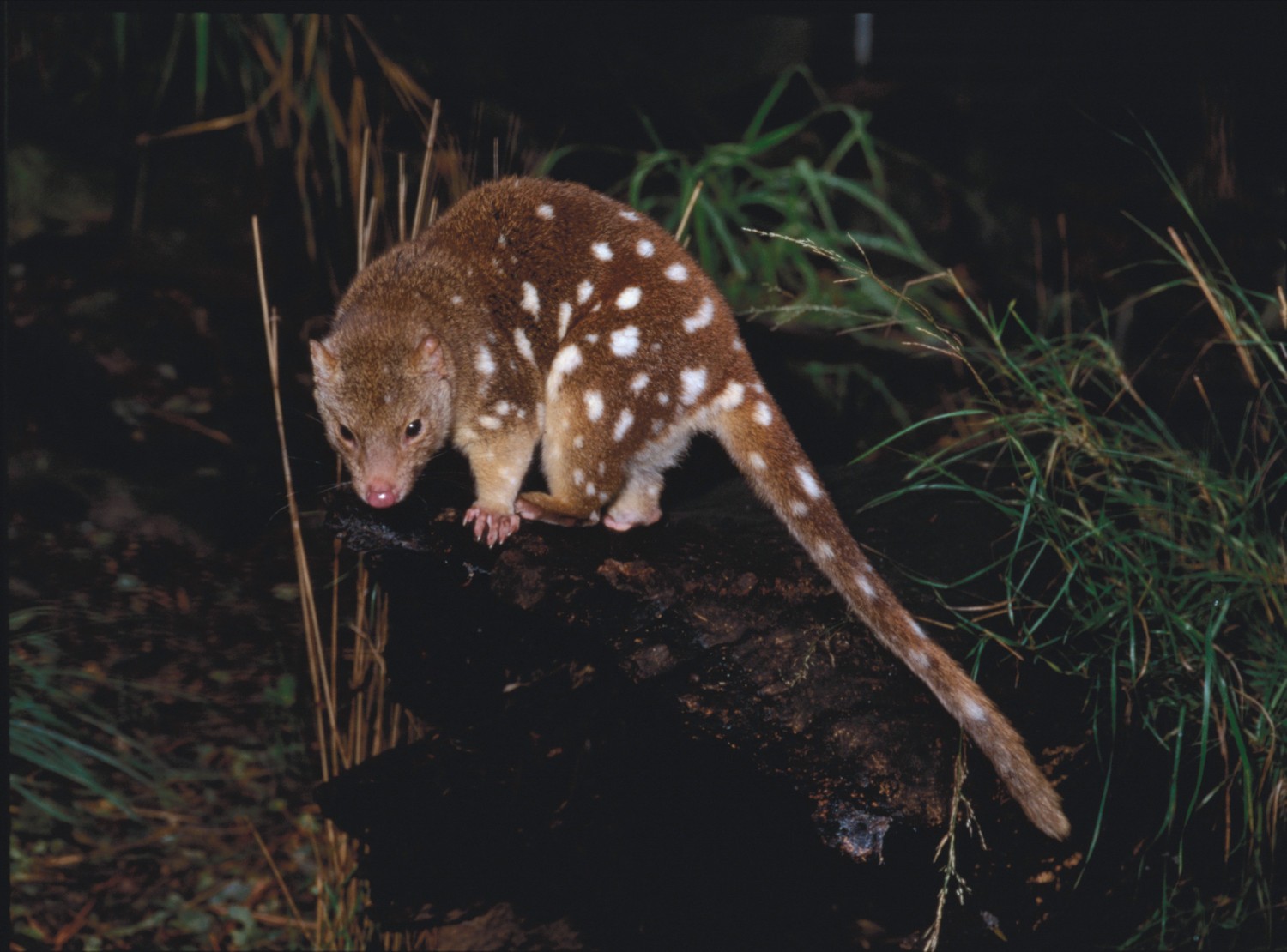 Centre for Fortean Zoology Australia Plea to save SpottedTailed Quoll