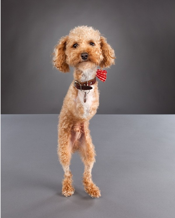 I Have Seen The Whole Of The Disabled Dogs