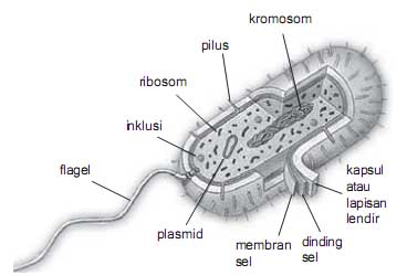 Gambar Membran Sel Bakteri