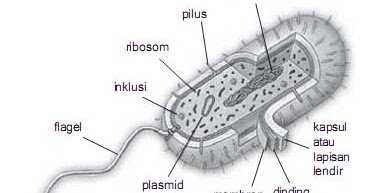 Bagian Sel Bakteri Dan Fungsi Monera | SYAMS SHARE WORLD