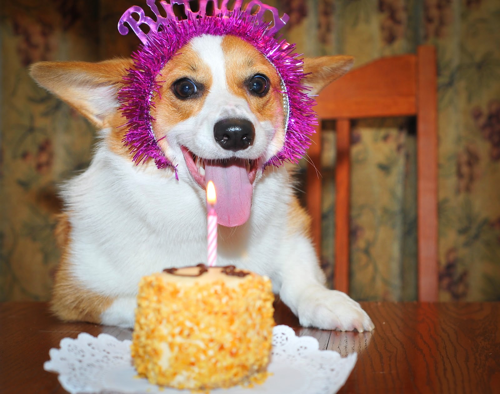 Rules of the Jungle: The big surprise: a dog birthday cake