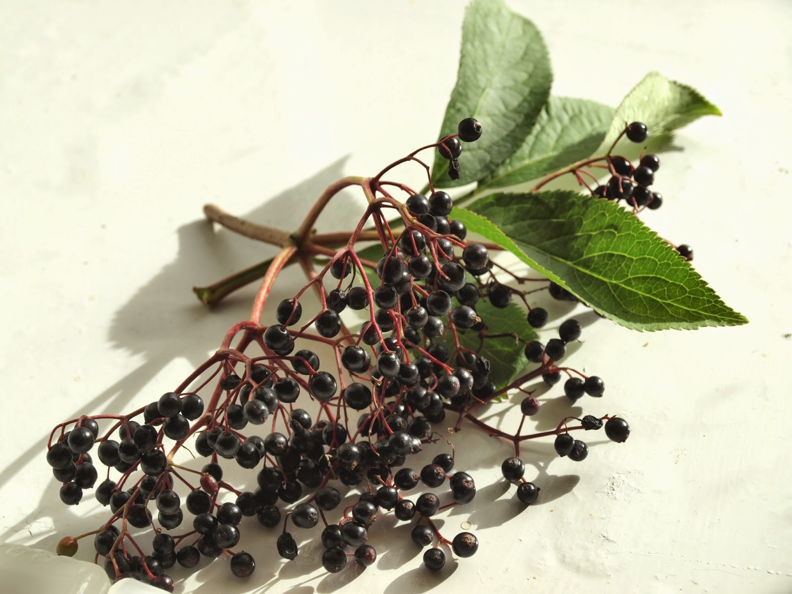 Raw Edible Plants Elderberries (Sambucus nigra)