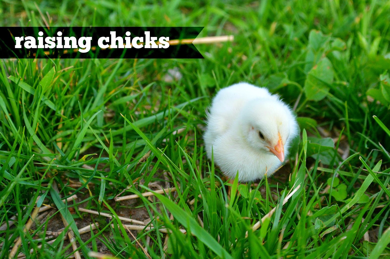 Little House on the Dairy when chickens come in the mail