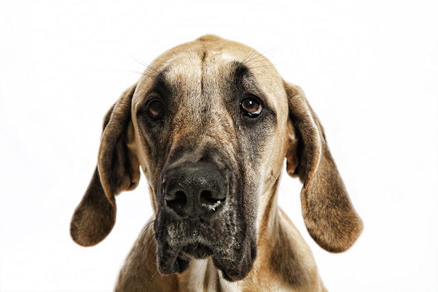 chris martin photography - pet portraits