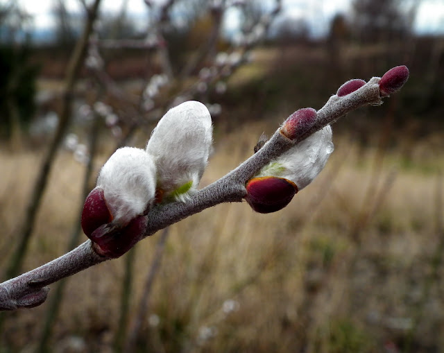  flower buds, amazing spring signs