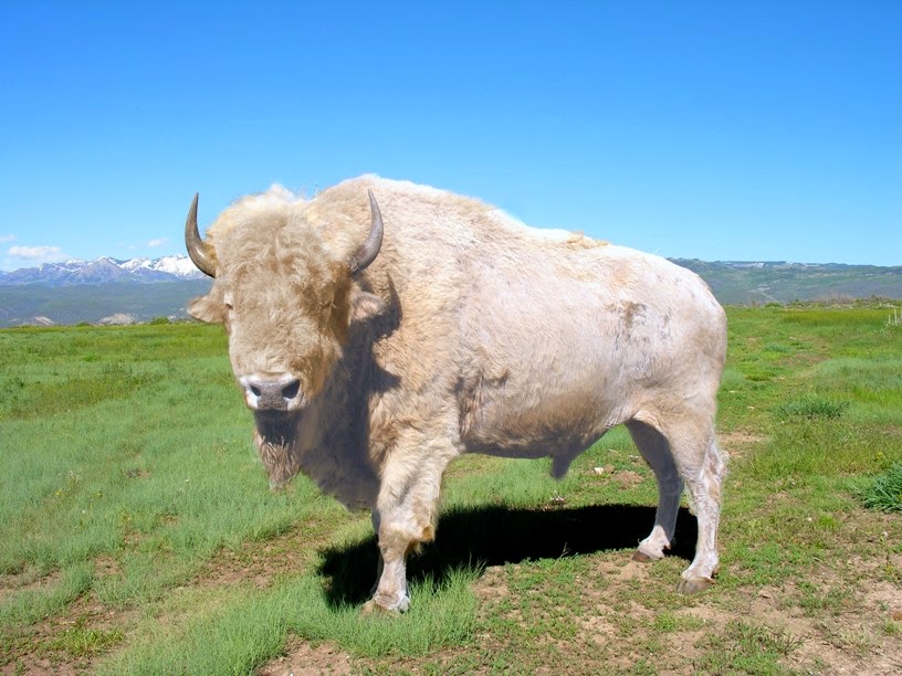 Pets White Buffalo