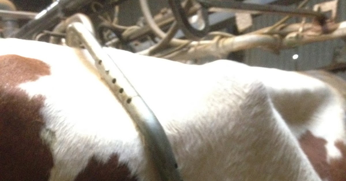 How to stop a cow from kicking using an antikicking bar Vet in Training