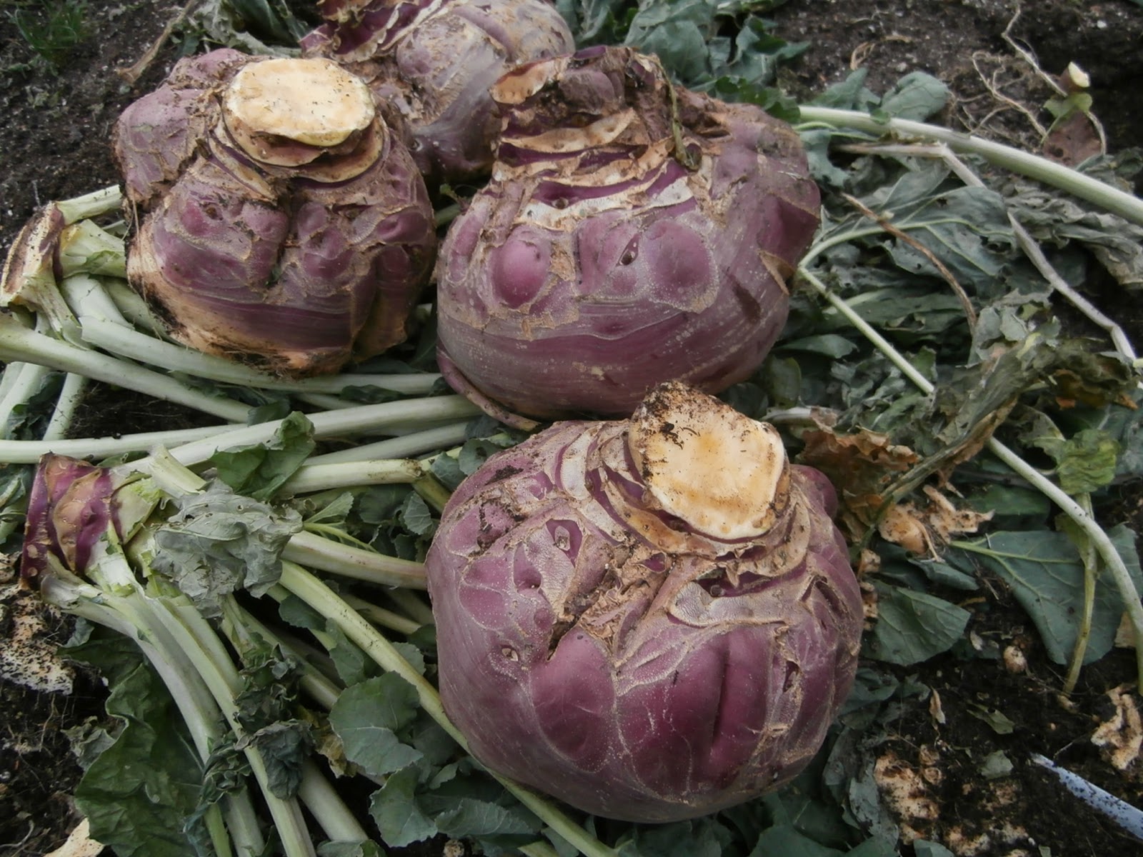 Bills Garden Tips Big turnips for winter