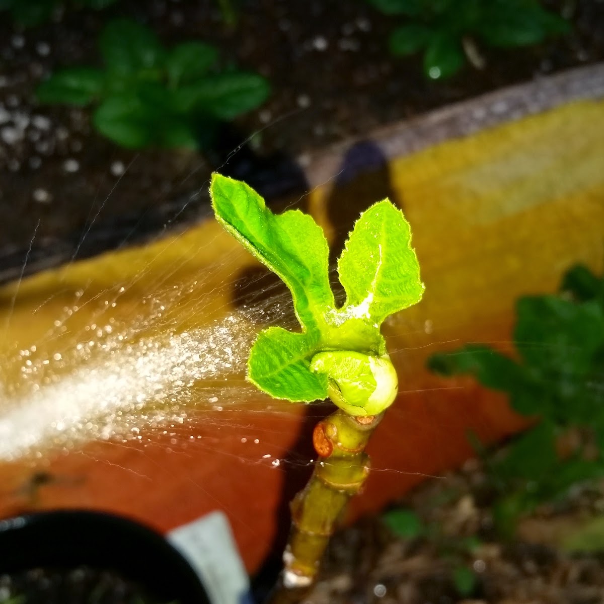 Ventura Cooperative Compost Tea Foliar Spray