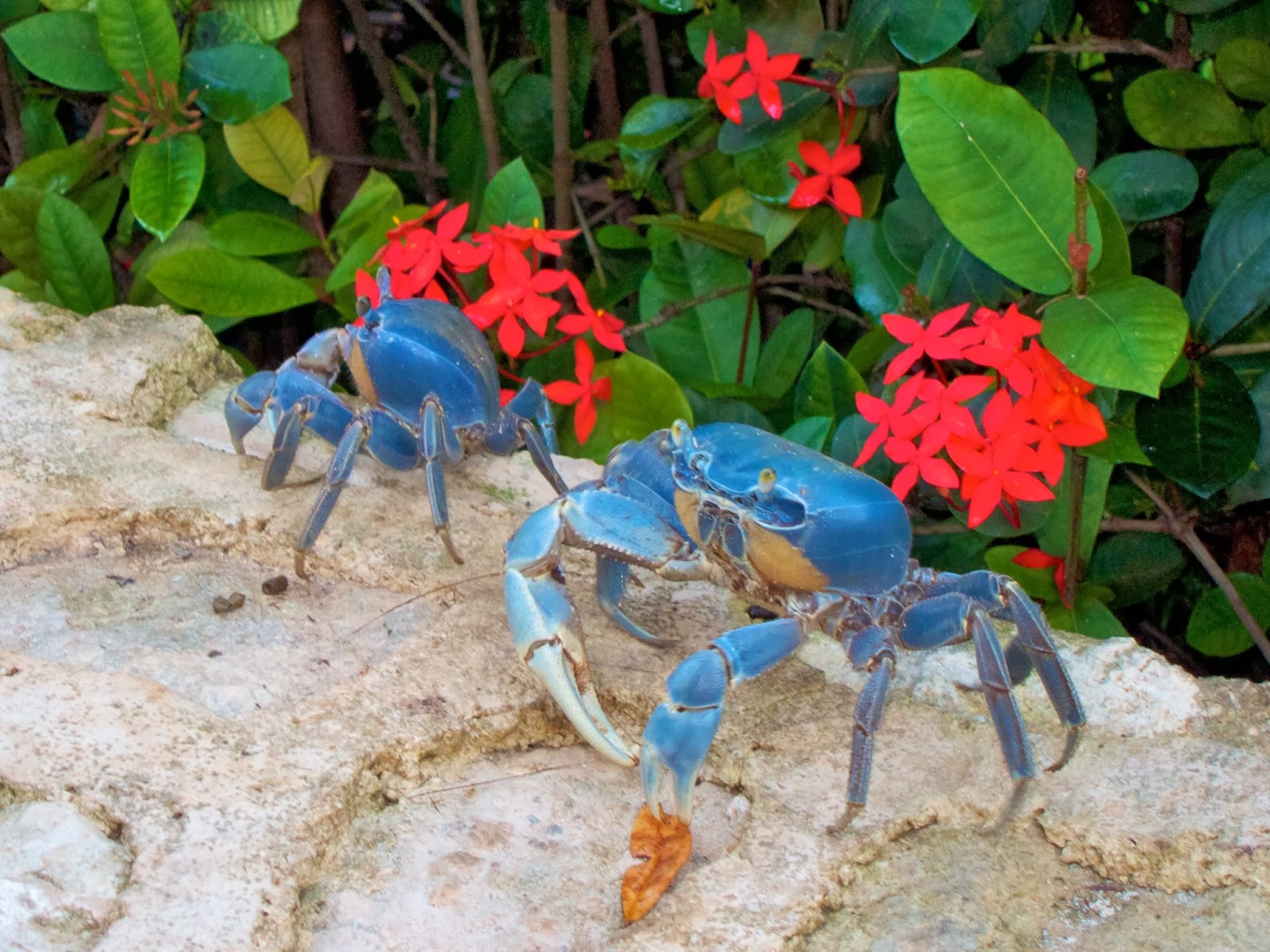 Blue Crab Pets