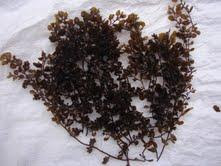 http://www.sieuthidacsanphuquoc.com/2013/08/rong-bien-sargassum.html