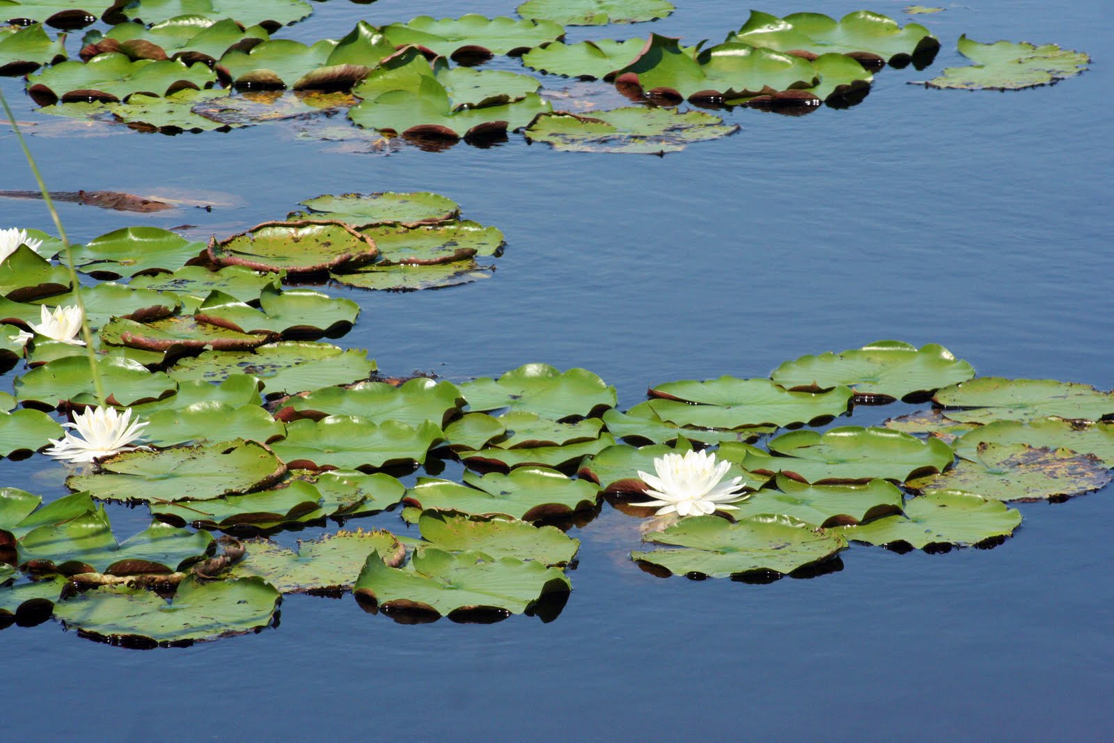 Carolina stories Coastal Odyssey