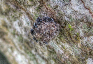  Green Lacewing Larvae Uses Prey's Dead Bodies as Camouflage