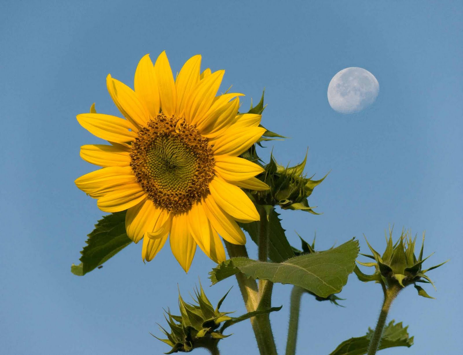 sunflowerandmoon.jpg (1600×1227) Sunflower wallpaper, Flower photos