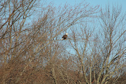 BALD EAGLE!!!!!