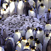 Emperor penguins huddle together to keep their chicks warm