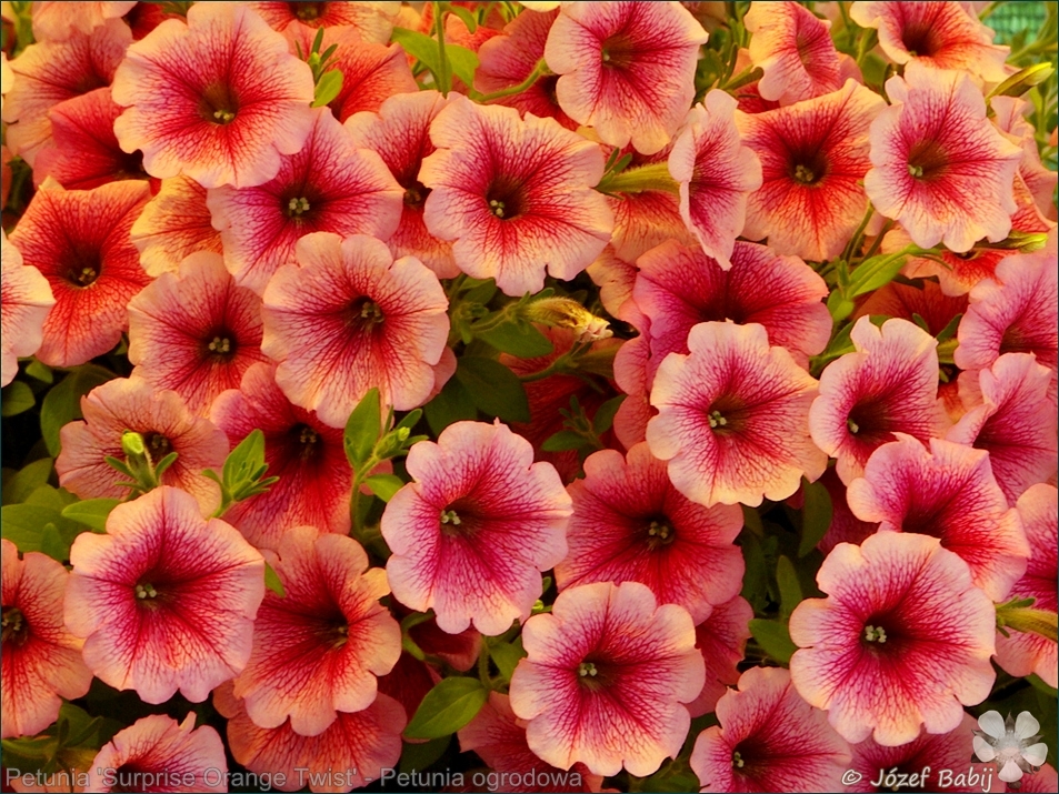 Petunia 'Surprise Orange Twist' - Petunia ogrodowa