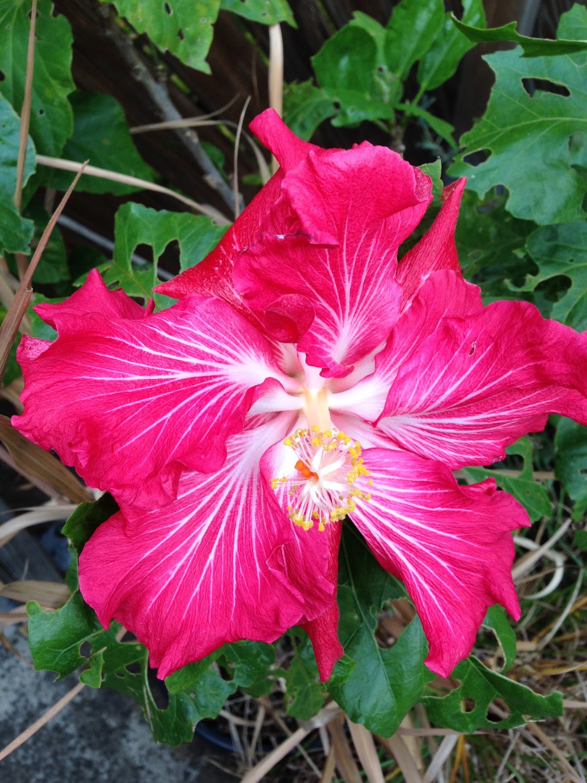 Florez Nursery a few winter Hibiscus