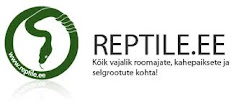 Reptile