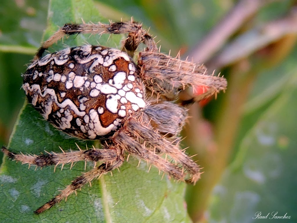 Naturaleza Viva : Araña de jardin ( Araneus diadematus )