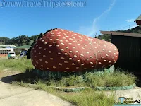 la trinidad strawberry farms