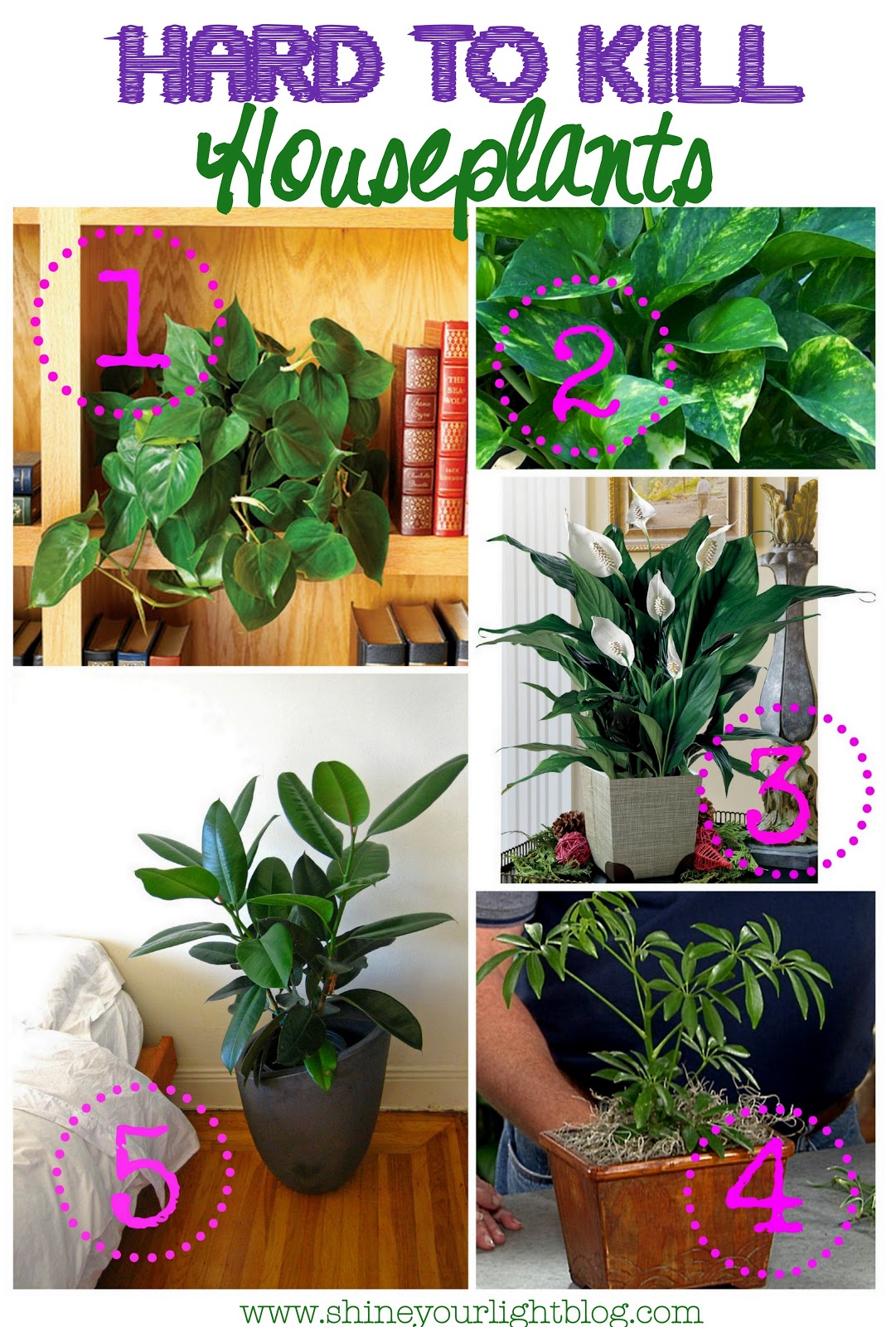 Plants in Design Shine Your Light