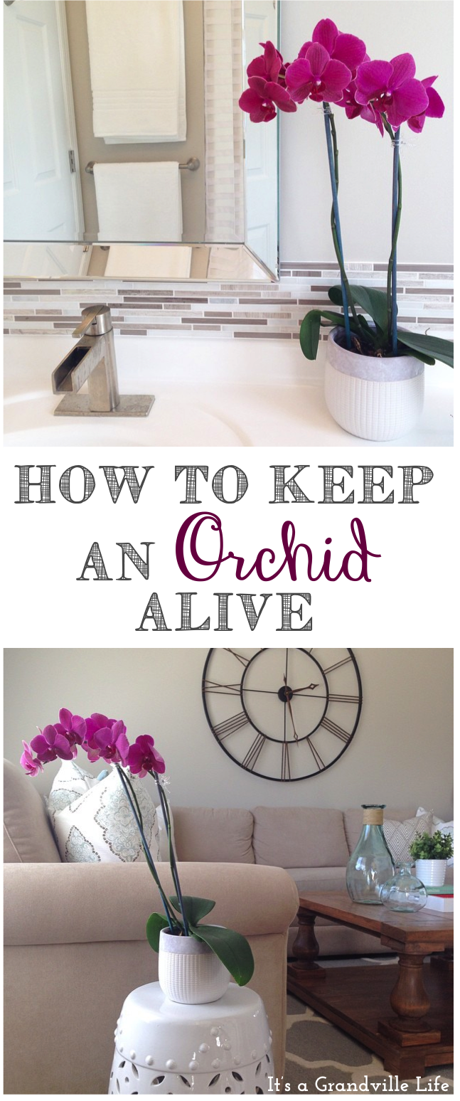 It's A Grandville Life How to Keep an Orchid Alive