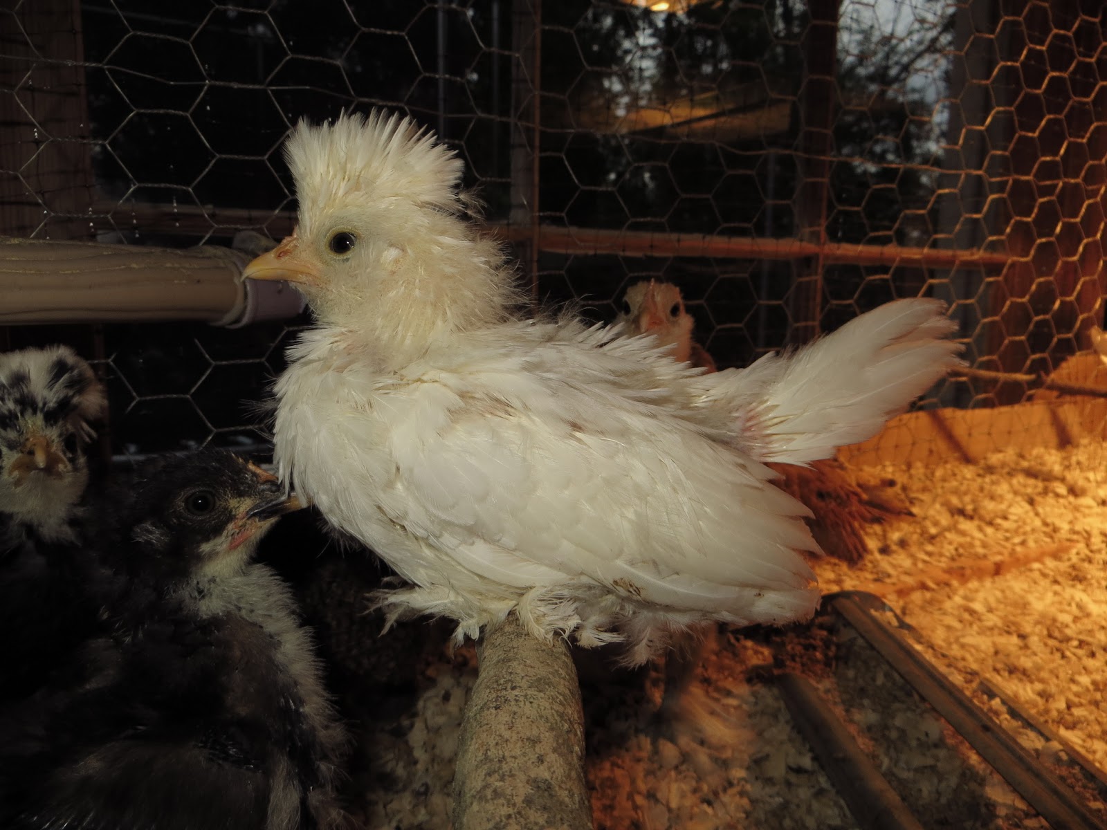 Feather Feet & Vulture Hocks Chick Progression The Sultans