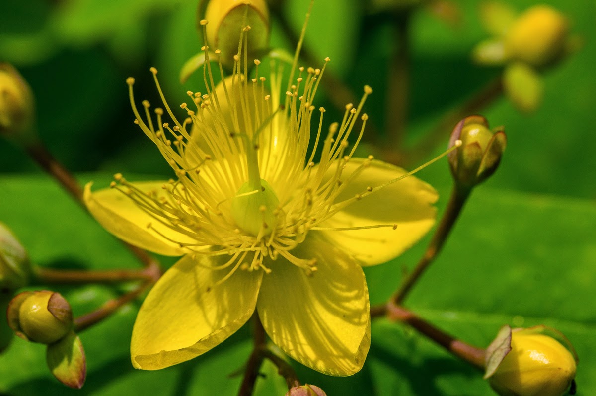 St John’s Wort Tea Benefits Healthy Tea 101