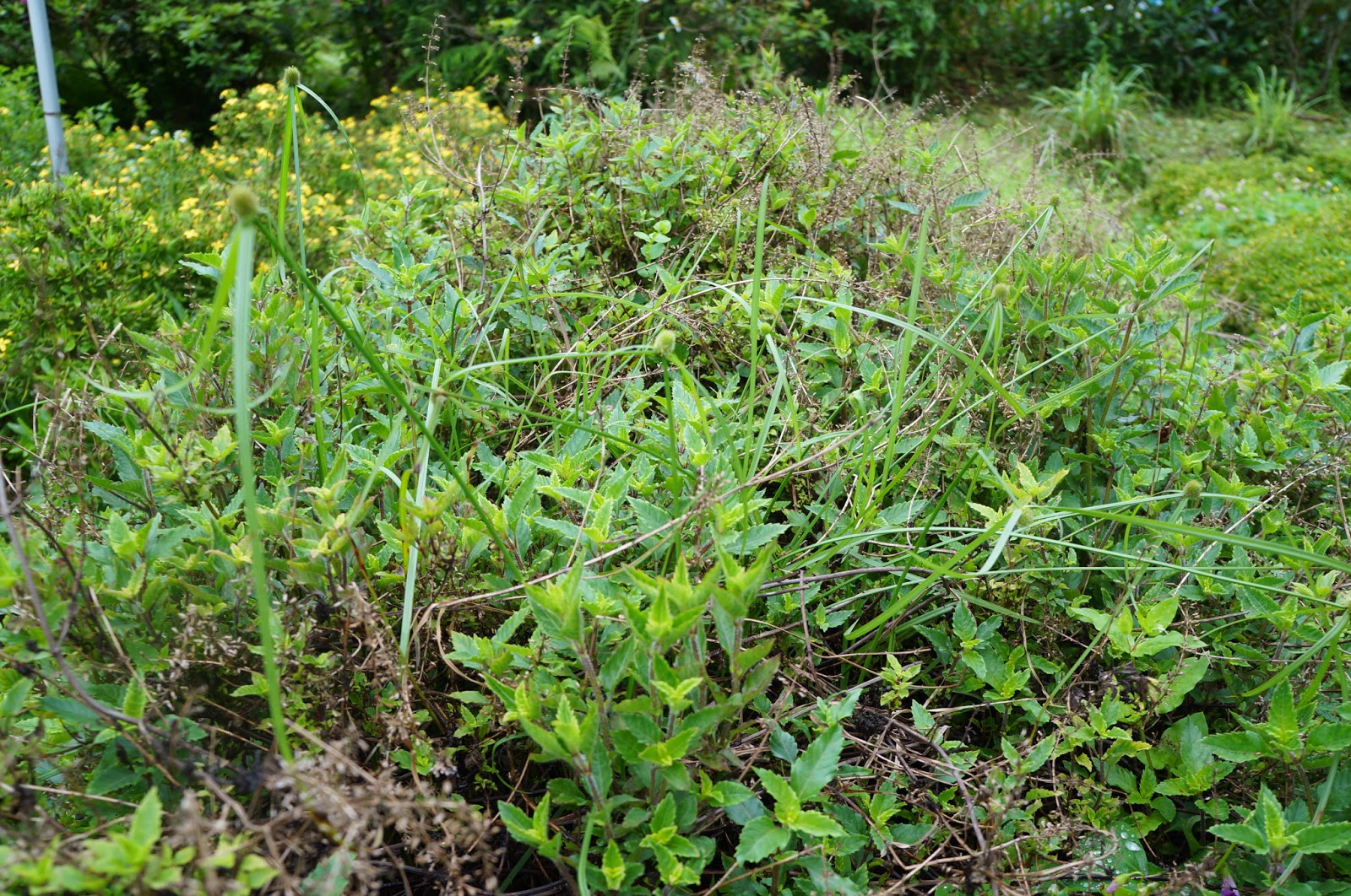 International Interns Toucheng Leisure Farm Grass Jelly in Toucheng