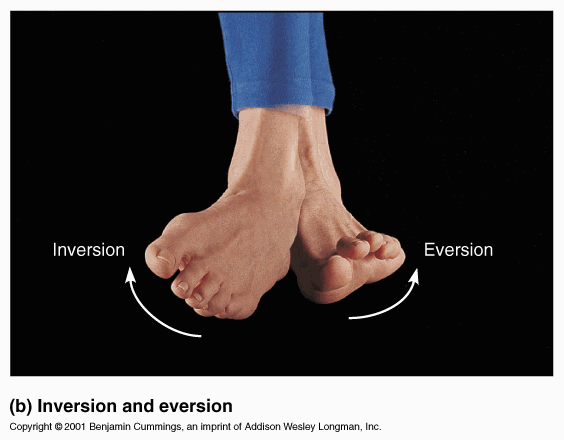 what muscle facilitates inversion of the foot