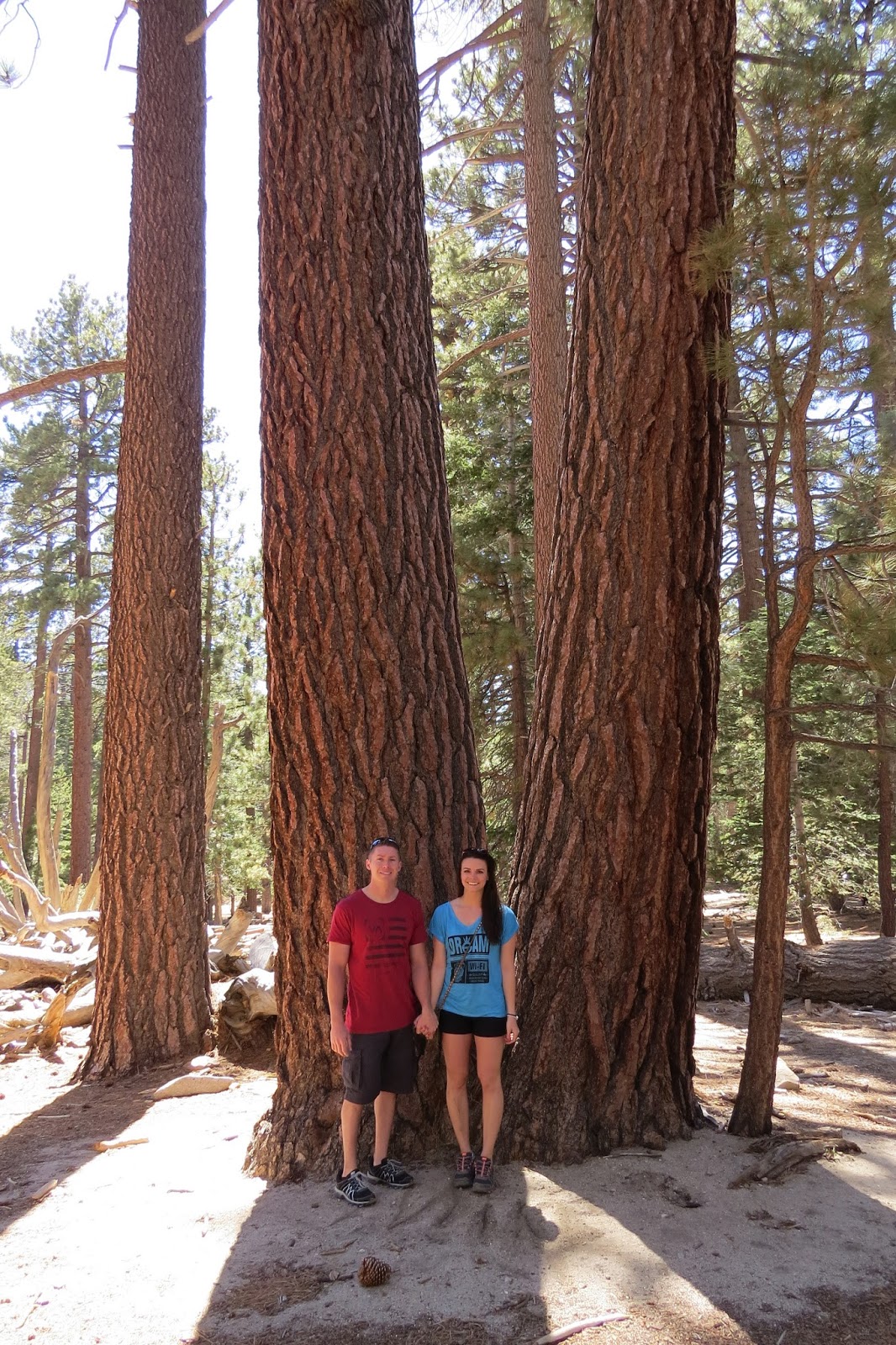 Mount San Jacinto State Park Lodgepole Pine