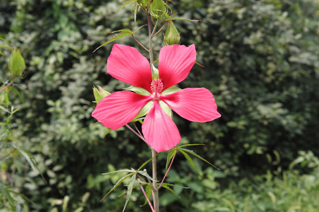 Scarlet Rosemallow Flowers Pictures