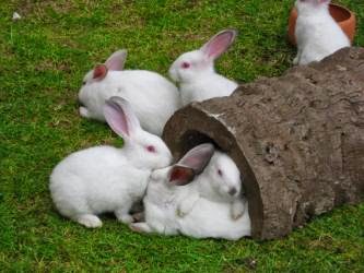 tawsi nin dunyasi tavsanlar icin esyalar