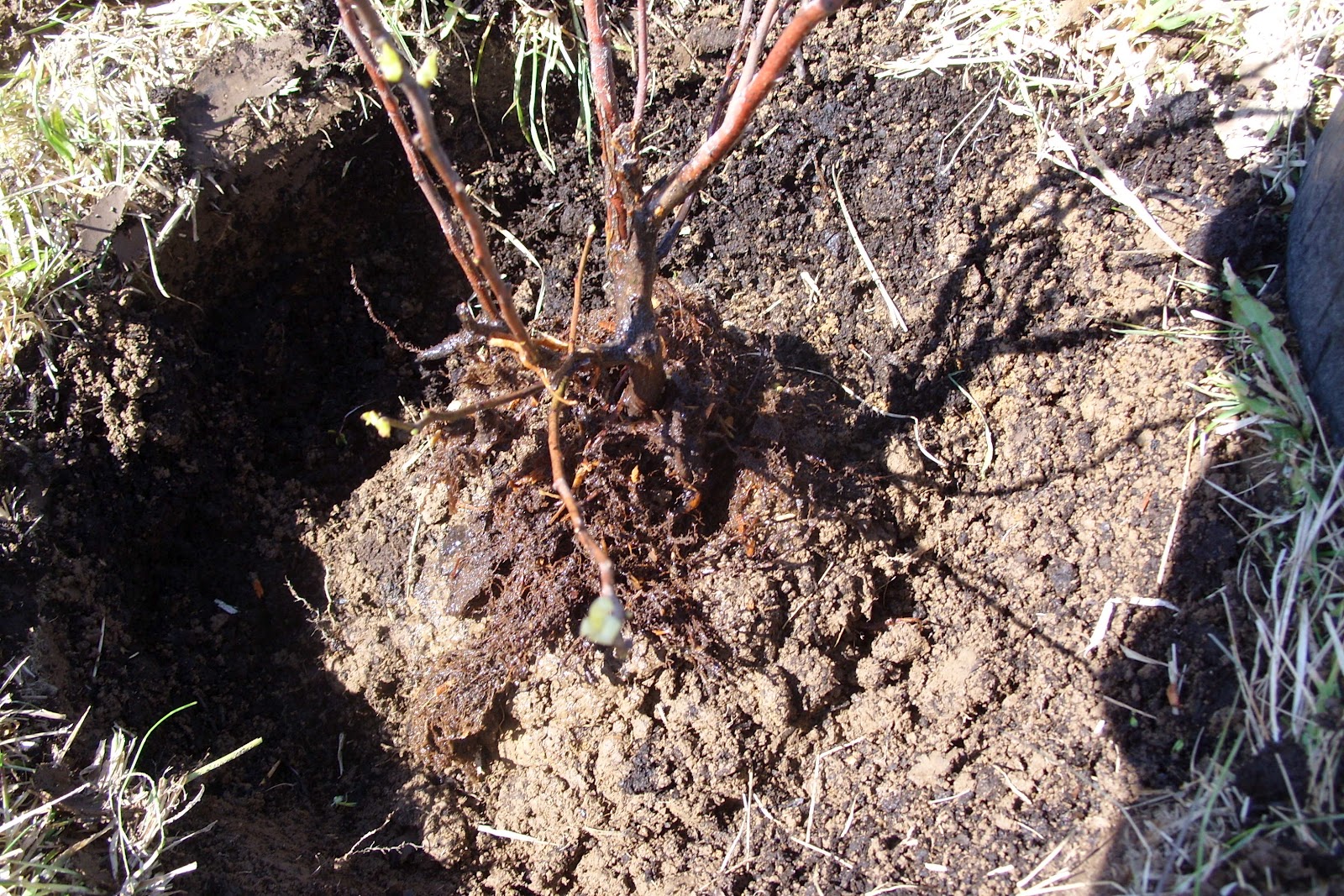 Forest House Farm Planting Blueberries
