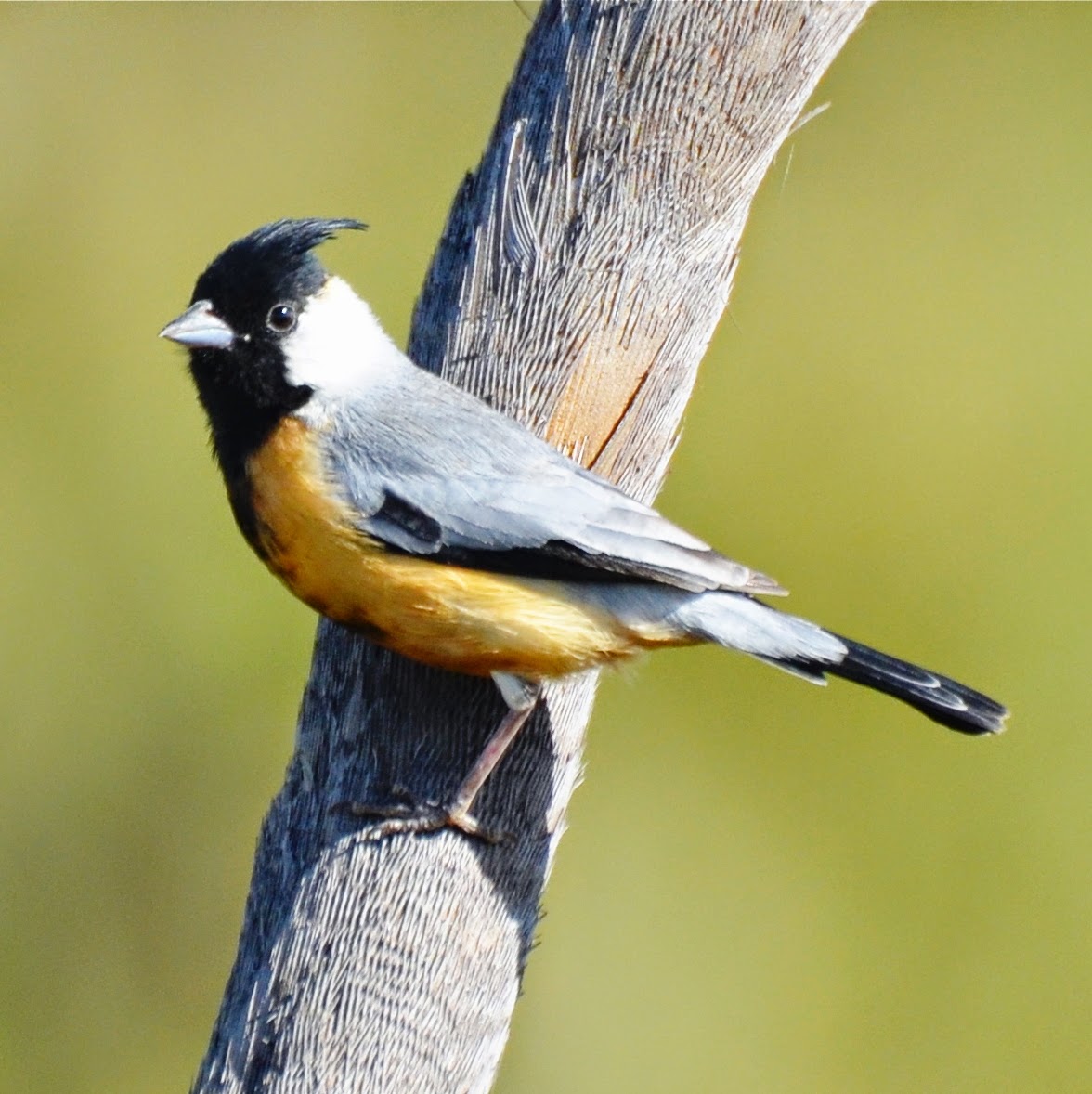 Audioaves Pássaro Digital mineirinho (Charitospiza eucosma)