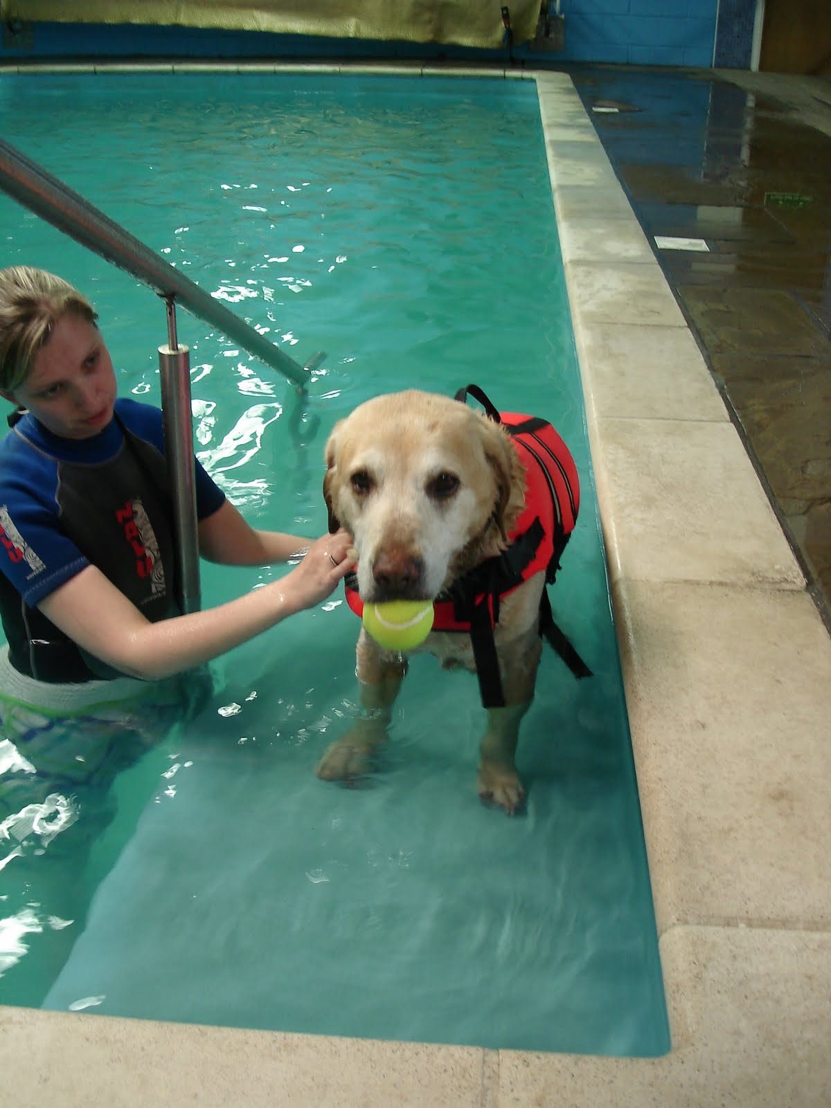 Matron's Dogblog Hydrotherapy for Dogs